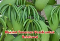 Khasiat Tanaman Vanili untuk Relaksasi