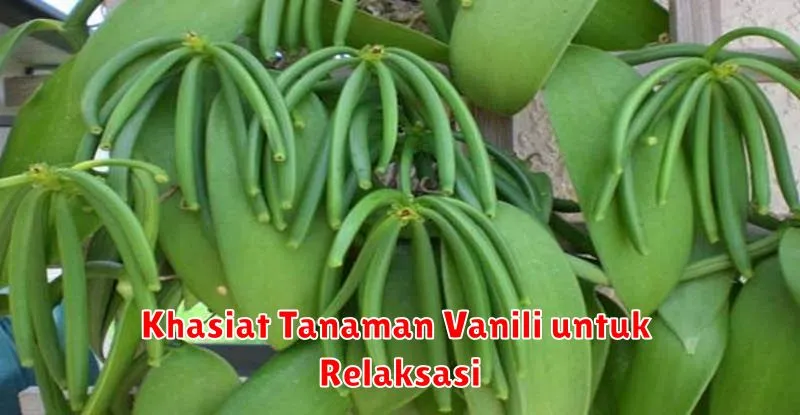 Khasiat Tanaman Vanili untuk Relaksasi