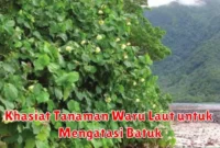 Khasiat Tanaman Waru Laut untuk Mengatasi Batuk