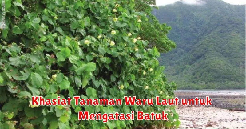 Khasiat Tanaman Waru Laut untuk Mengatasi Batuk