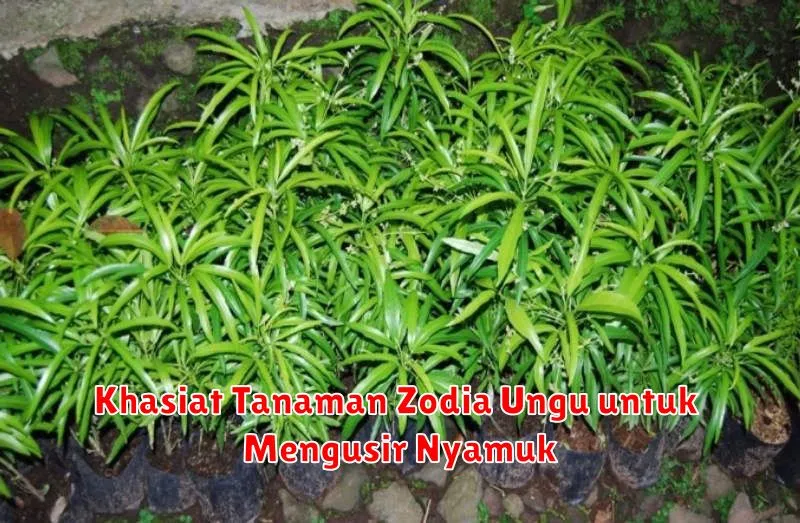 Khasiat Tanaman Zodia Ungu untuk Mengusir Nyamuk
