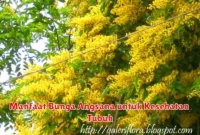 Manfaat Bunga Angsana untuk Kesehatan Tubuh