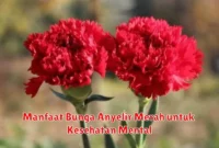 Manfaat Bunga Anyelir Merah untuk Kesehatan Mental