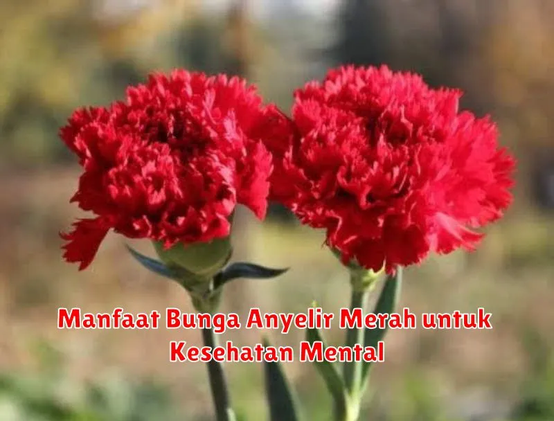 Manfaat Bunga Anyelir Merah untuk Kesehatan Mental