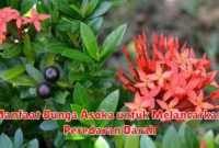 Manfaat Bunga Asoka untuk Melancarkan Peredaran Darah