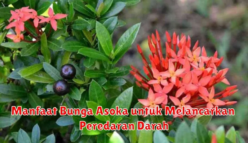 Manfaat Bunga Asoka untuk Melancarkan Peredaran Darah