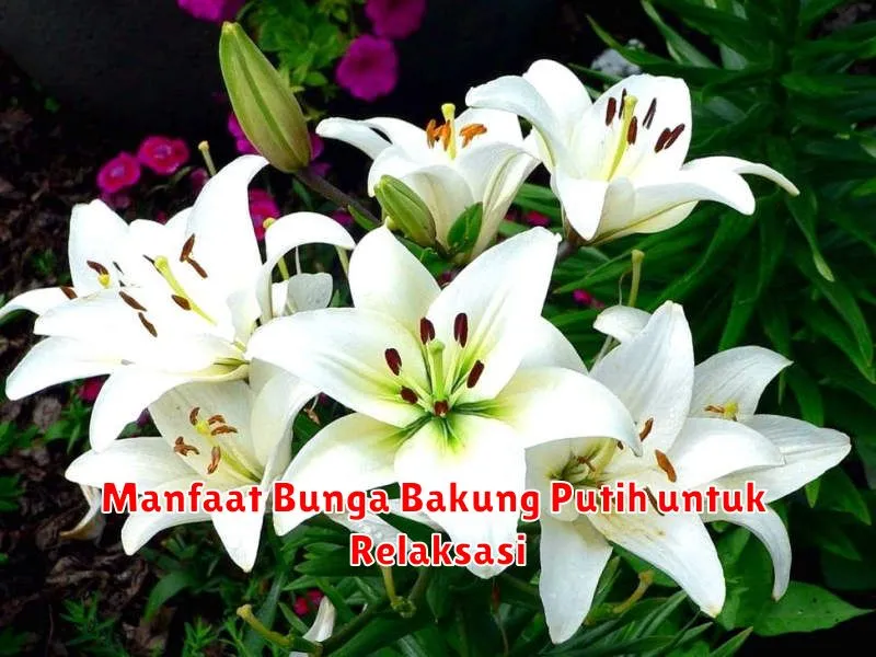 Manfaat Bunga Bakung Putih untuk Relaksasi
