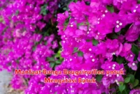 Manfaat Bunga Bougainvillea untuk Mengatasi Batuk