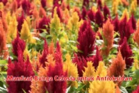 Manfaat Bunga Celosia untuk Antioksidan