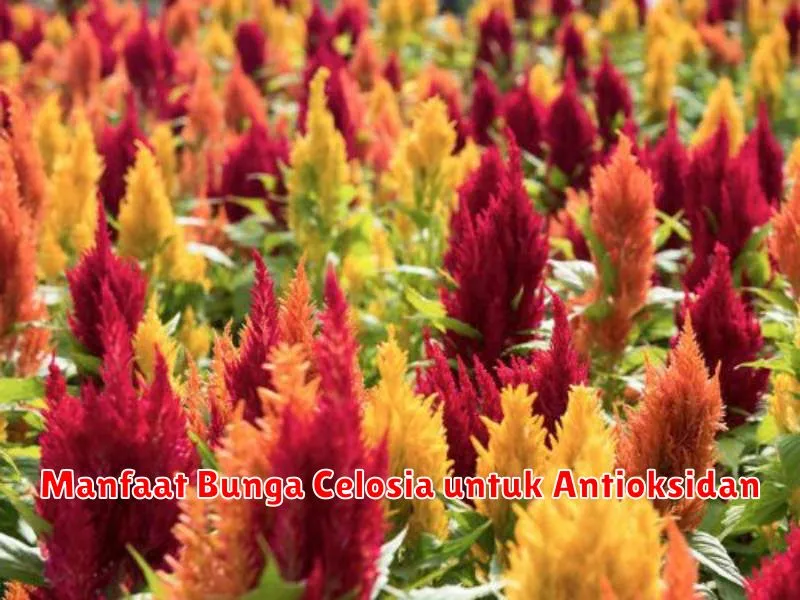 Manfaat Bunga Celosia untuk Antioksidan