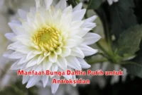 Manfaat Bunga Dahlia Putih untuk Antioksidan