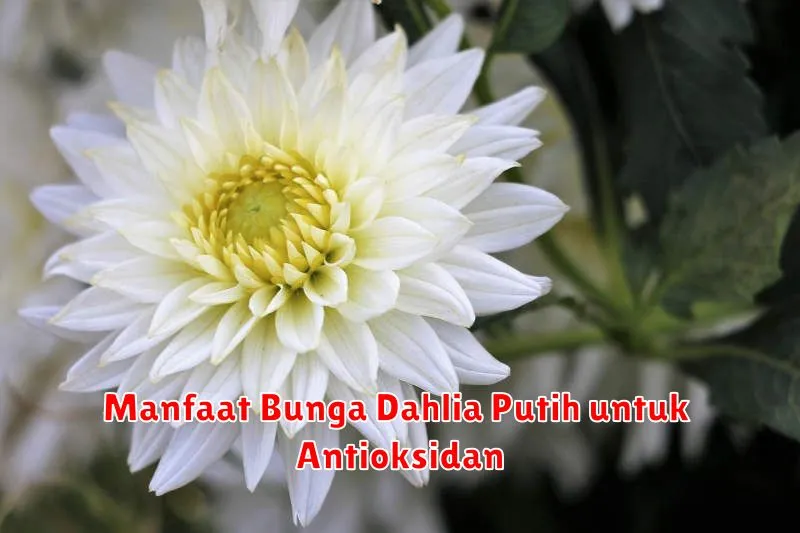 Manfaat Bunga Dahlia Putih untuk Antioksidan