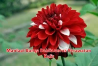 Manfaat Bunga Dahlia untuk Perawatan Kulit