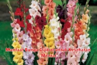 Manfaat Bunga Gladiol untuk Kesehatan Mental