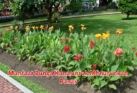Manfaat Bunga Kana untuk Menurunkan Panas