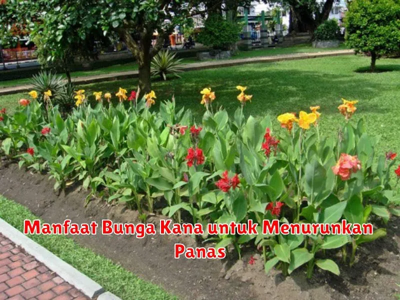 Manfaat Bunga Kana untuk Menurunkan Panas