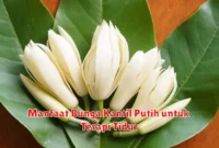 Manfaat Bunga Kantil Putih untuk Terapi Tidur