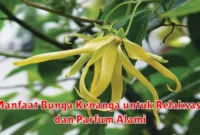 Manfaat Bunga Kenanga untuk Relaksasi dan Parfum Alami