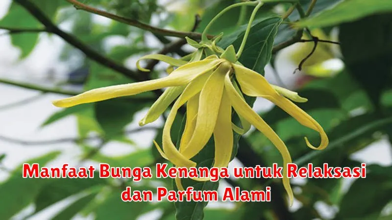 Manfaat Bunga Kenanga untuk Relaksasi dan Parfum Alami