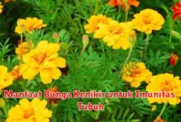 Manfaat Bunga Kenikir untuk Imunitas Tubuh