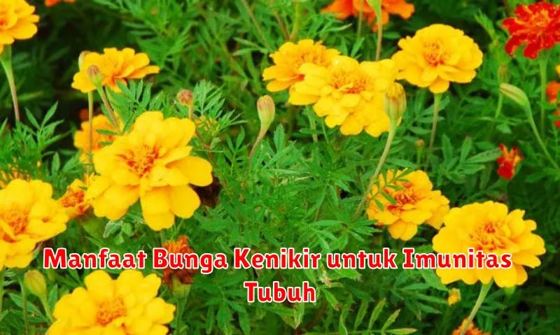 Manfaat Bunga Kenikir untuk Imunitas Tubuh