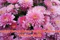 Manfaat Bunga Krisan untuk Menurunkan Tekanan Darah