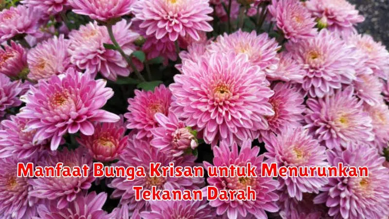Manfaat Bunga Krisan untuk Menurunkan Tekanan Darah