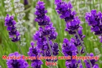 Manfaat Bunga Lavender untuk Mengurangi Stres