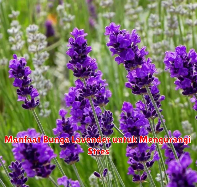 Manfaat Bunga Lavender untuk Mengurangi Stres