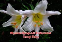 Manfaat Bunga Lili Putih untuk Terapi Tidur