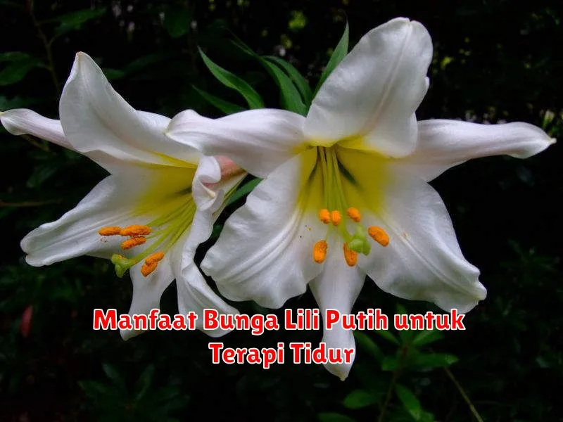 Manfaat Bunga Lili Putih untuk Terapi Tidur