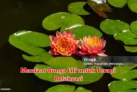 Manfaat Bunga Lili untuk Terapi Relaksasi