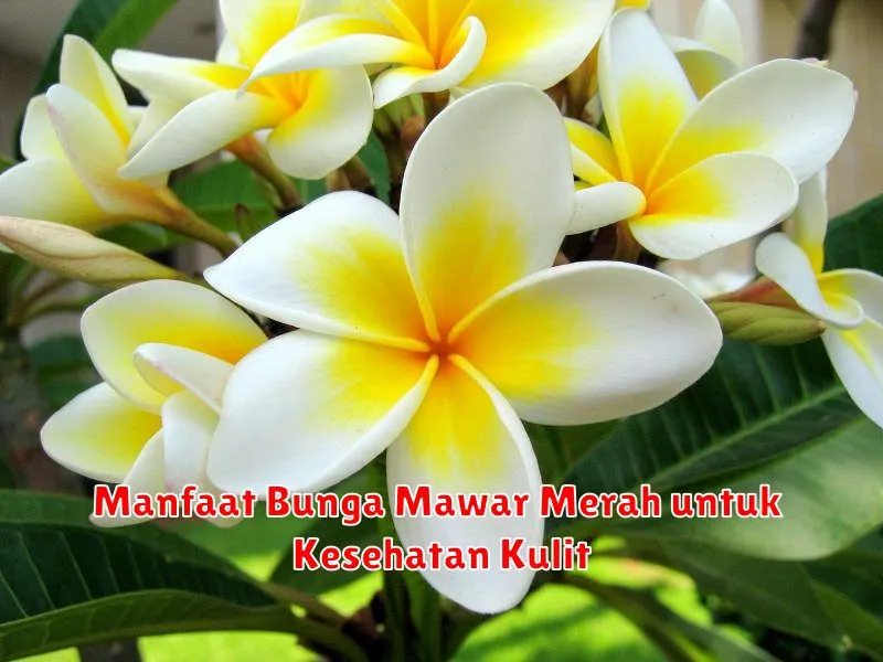 Manfaat Bunga Mawar Merah untuk Kesehatan Kulit