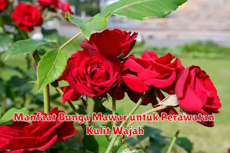 Manfaat Bunga Mawar untuk Perawatan Kulit Wajah