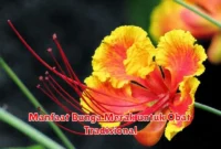Manfaat Bunga Merak untuk Obat Tradisional
