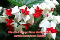 Manfaat Bunga Nona Makan Sirih untuk Kesehatan Mental