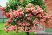 Manfaat Bunga Nusa Indah untuk Perawatan Kulit