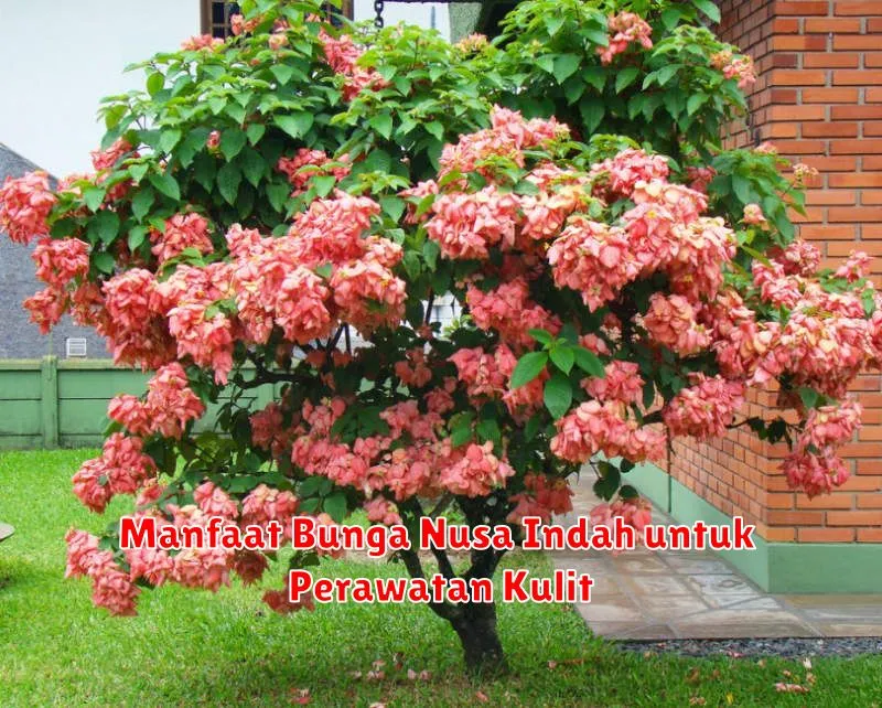 Manfaat Bunga Nusa Indah untuk Perawatan Kulit