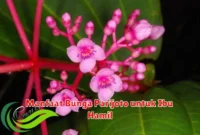Manfaat Bunga Parijoto untuk Ibu Hamil