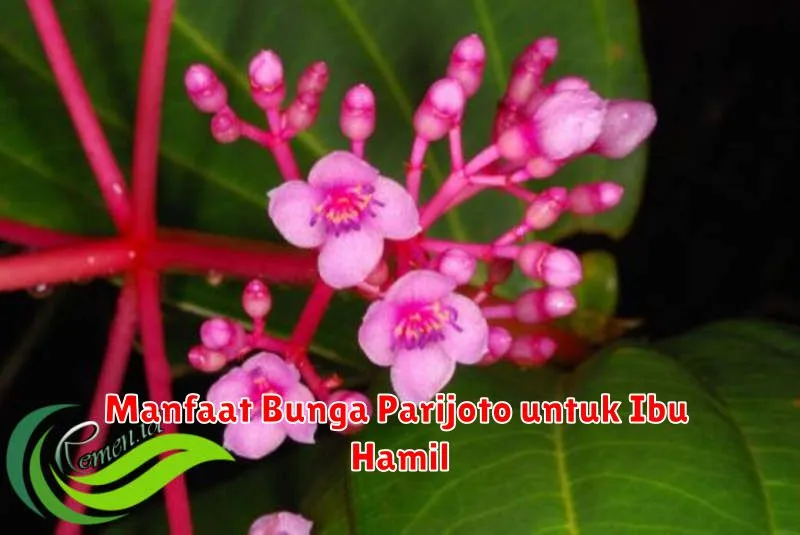 Manfaat Bunga Parijoto untuk Ibu Hamil