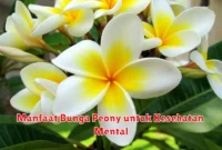 Manfaat Bunga Peony untuk Kesehatan Mental