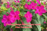 Manfaat Bunga Pukul Empat untuk Obat Tradisional