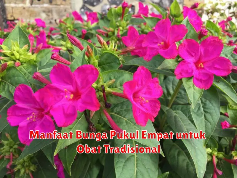 Manfaat Bunga Pukul Empat untuk Obat Tradisional