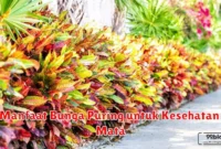 Manfaat Bunga Puring untuk Kesehatan Mata