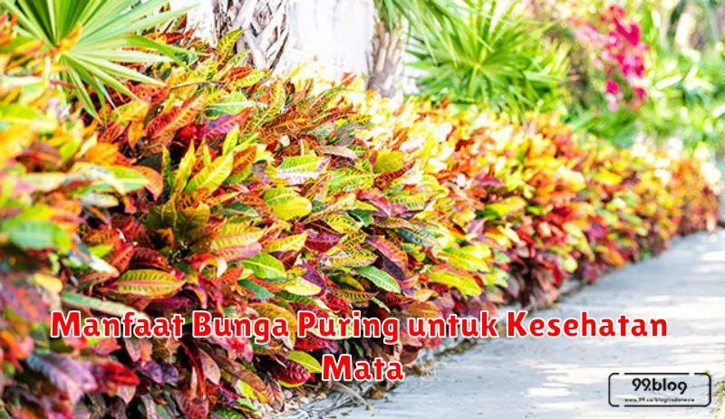 Manfaat Bunga Puring untuk Kesehatan Mata