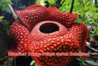 Manfaat Bunga Puspa untuk Relaksasi
