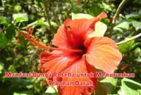 Manfaat Bunga Rosella untuk Menurunkan Tekanan Darah