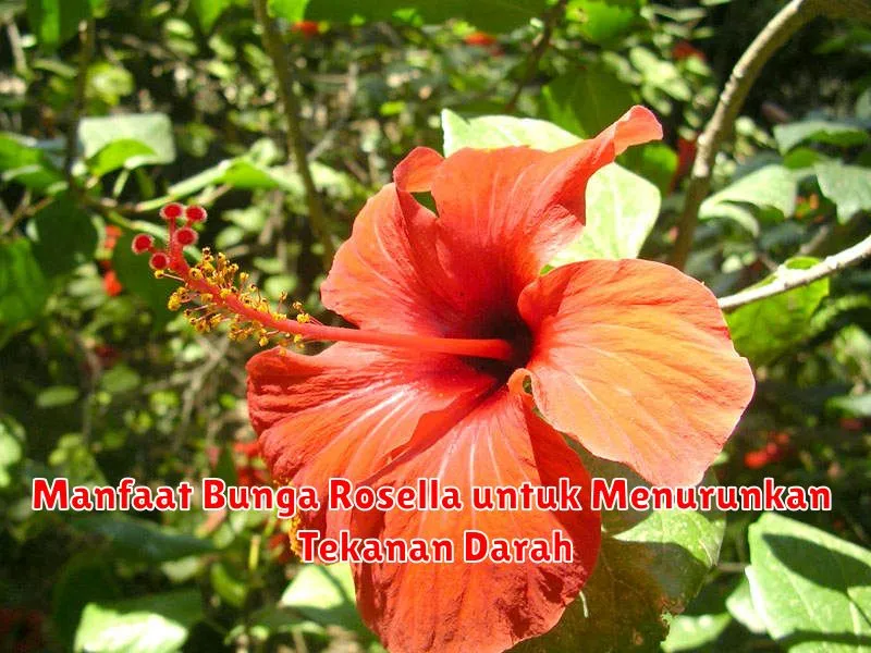 Manfaat Bunga Rosella untuk Menurunkan Tekanan Darah