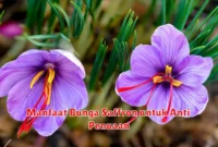 Manfaat Bunga Saffron untuk Anti Penuaan