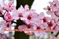 Manfaat Bunga Sakura untuk Kesehatan Kulit